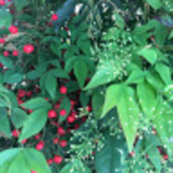 Meet your Posher, Naomi - Picture 1 of 1